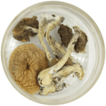 African Cubensis (Panaeolus africanus) | Buy Mushrooms Online Canada