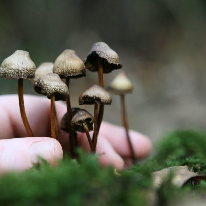 Guide to Magic Mushrooms | Buy Mushrooms Online Canada