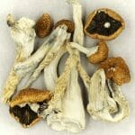 Creeper | Buy Mushrooms Online Canada