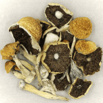 Penis Envy Cubensis | Buy Mushrooms Online Canada