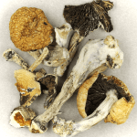 Thai Elephant | Buy Mushrooms Online Canada