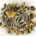 Daddy Long Legs | Buy Mushrooms Online Canada