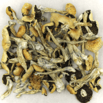 Puerto Rican | Buy Mushrooms Online Canada