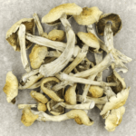 Blue Magnolia Rust | Buy Mushrooms Online Canada