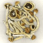 Texas Yellow Cap | Buy Mushrooms Online Canada