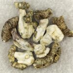 White Burma | Buy Mushrooms Online Canada