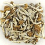 Florida White | Buy Mushrooms Online Canada