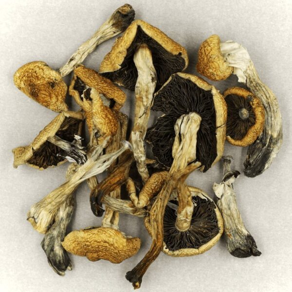 Malabar | Buy Mushrooms Online Canada