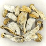 Melmac | Buy Mushrooms Online Canada