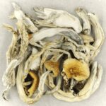 Treasure Coast | Buy Mushrooms Online Canada
