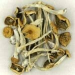 Mexicana | Buy Mushrooms Online Canada