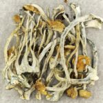 Amazonian Cubensis | Buy Mushrooms Online Canada