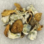 King Kong | Buy Mushrooms Online Canada