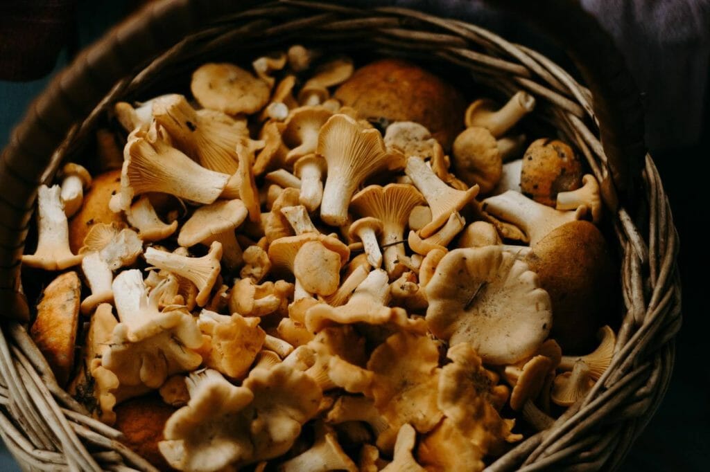 How to Store Shrooms Properly Buy shrooms online Buy Mushrooms Online Canada