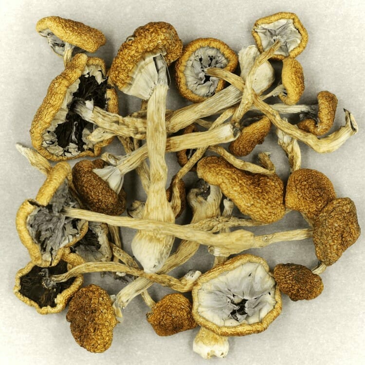 Affordable Mush Cambodian Mush Cambodian at Buy Mushrooms Online Canada