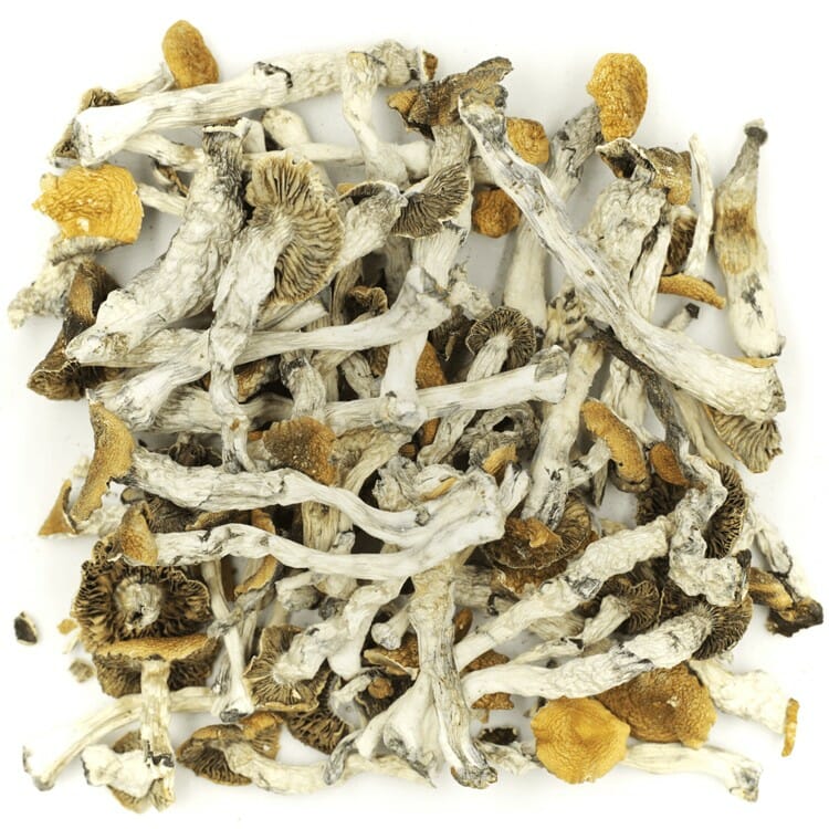 What are the Best Shrooms Online? Mush Golden Teacher at Buy Mushrooms Online Canada