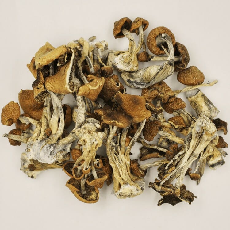 A New Trend In Wellness Is Psilocybe Cubensis And Microdosing Psilocybe Cubensis at Buy Mushrooms Online Canada