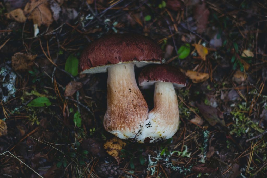 Looking for High-Quality Magic Mushrooms? Choose Buy Mushrooms Online Canada Amazonian Cubensis at Buy Mushrooms Online Canada