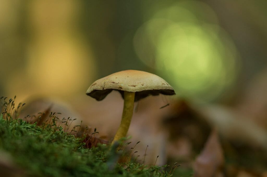 Sourcing High-Quality Magic Mushrooms psilocybe cubensis at Buy Mushrooms Online Canada