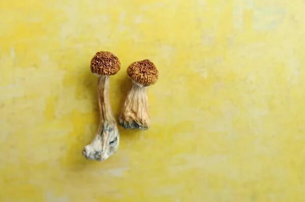 Lemon Tek at Zoomies Canada | Buy Mushrooms Online Canada