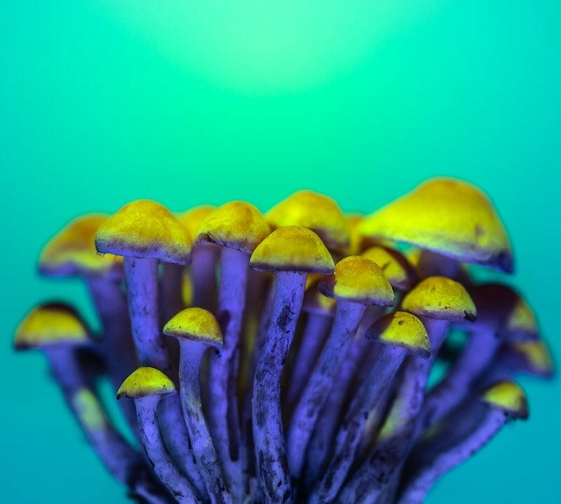 LSD Edibles | Buy Mushrooms Online Canada