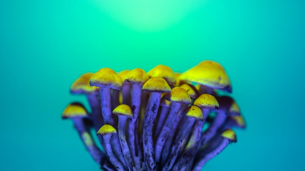Exploring the Psychedelic Potential: LSD-Infused Edibles and Their Chemistry