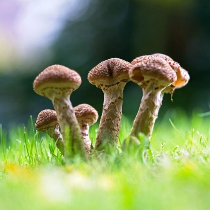 Mushroom Dispensary | Buy Mushrooms Online Canada