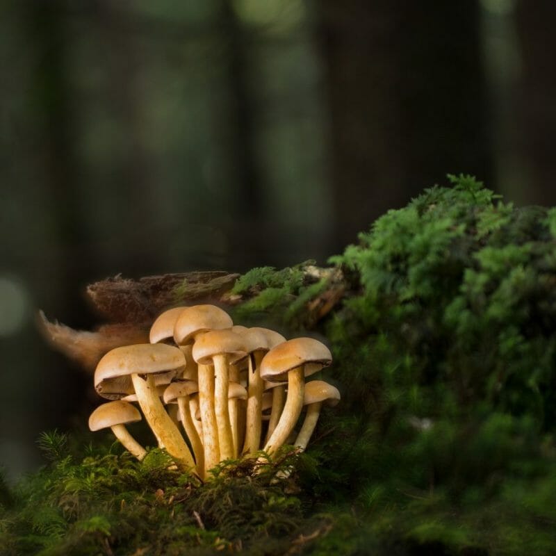 Strongest Mushroom Strains | Buy Mushrooms Online Canada