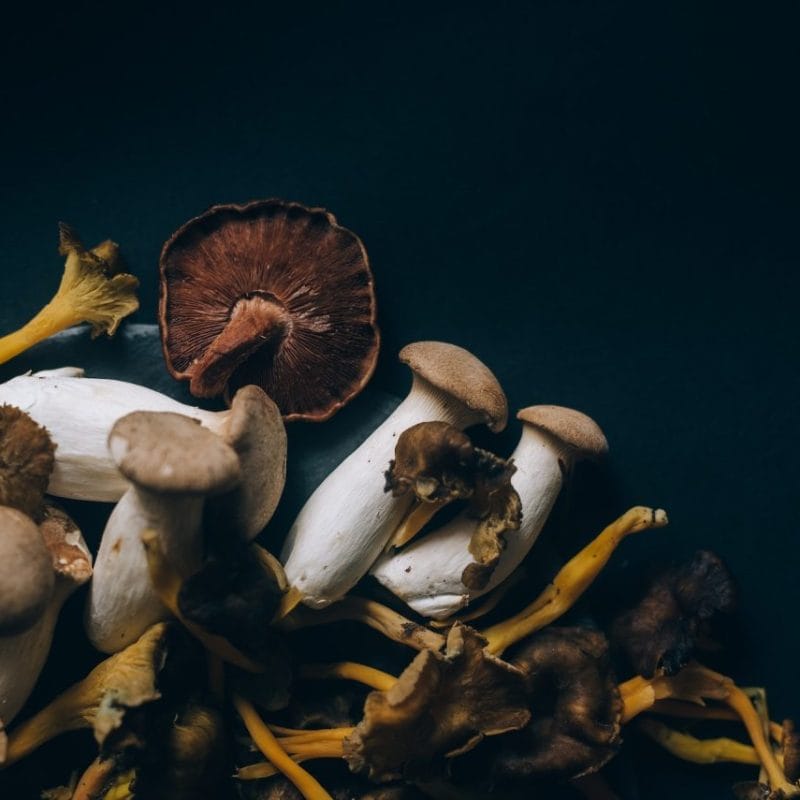 Dried Shrooms | Buy Mushrooms Online Canada