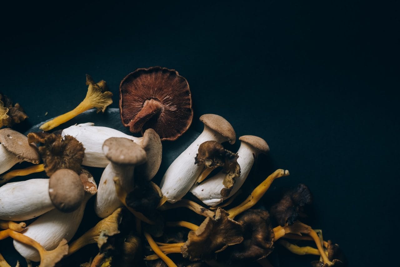 Studies Indicate That Dehydrated Psychedelic Mushrooms Induce a Sensation Similar to Lucid Dreaming