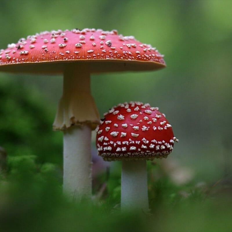 Magic Mushrooms Canada | Buy Mushrooms Online Canada