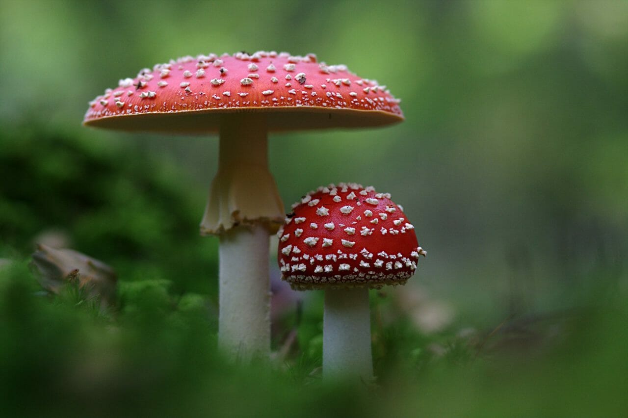 The Emergence of Magic Mushrooms in Canada: The Best Varieties to Explore