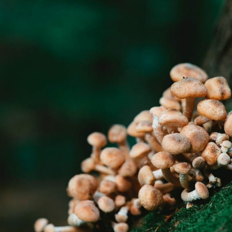 Mushroom Dispensary - Zoomies | Buy Mushrooms Online Canada