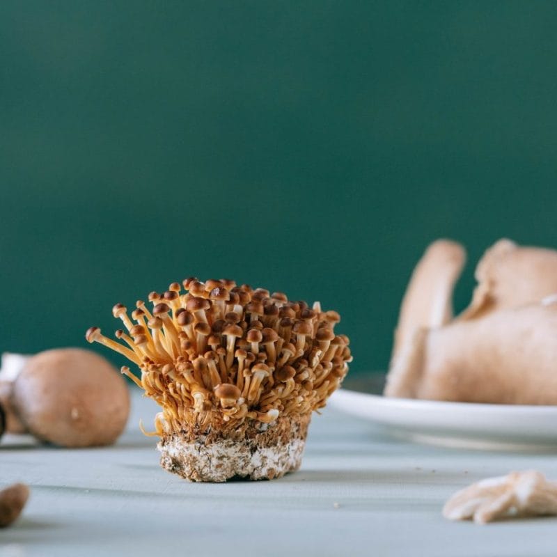 Buy Magic Mushroom | Buy Mushrooms Online Canada