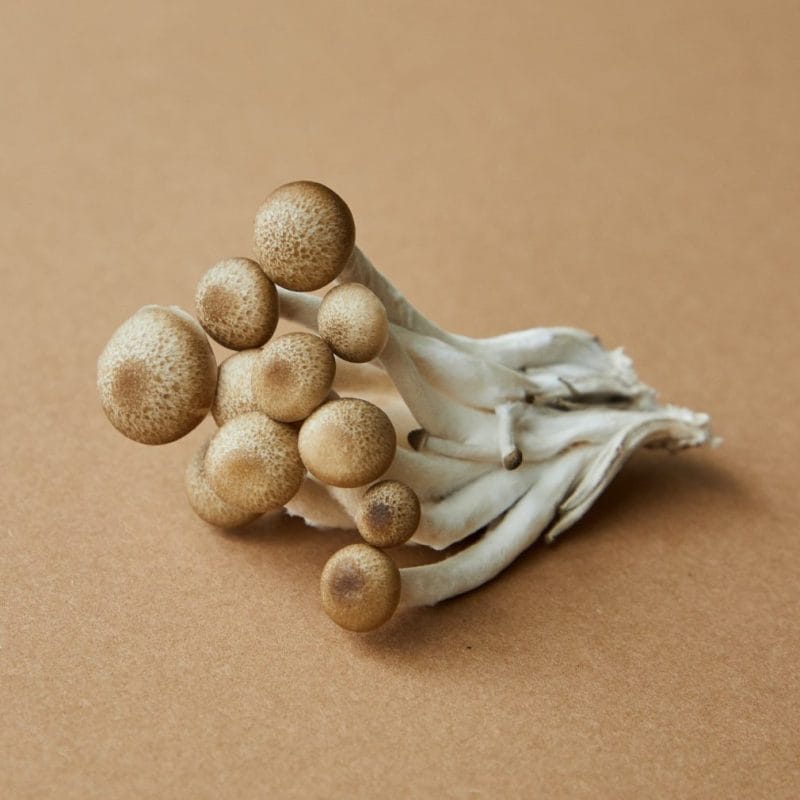 strongest mushroom strain | Buy Mushrooms Online Canada