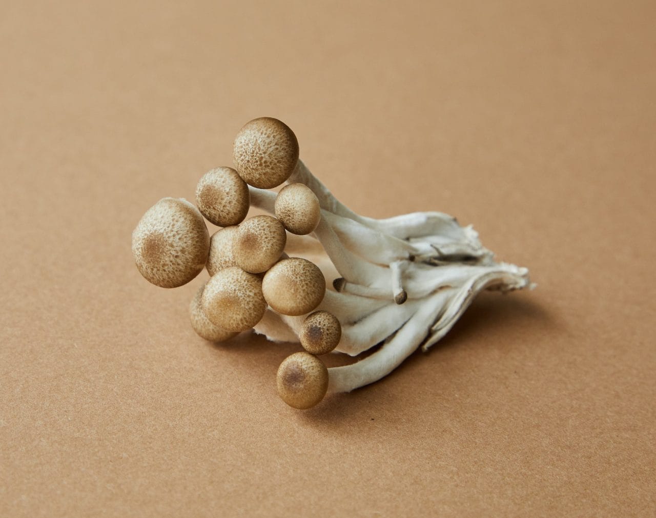 Delving Deeper into Penis Envy: An Examination of the Most Potent Mushroom Variety