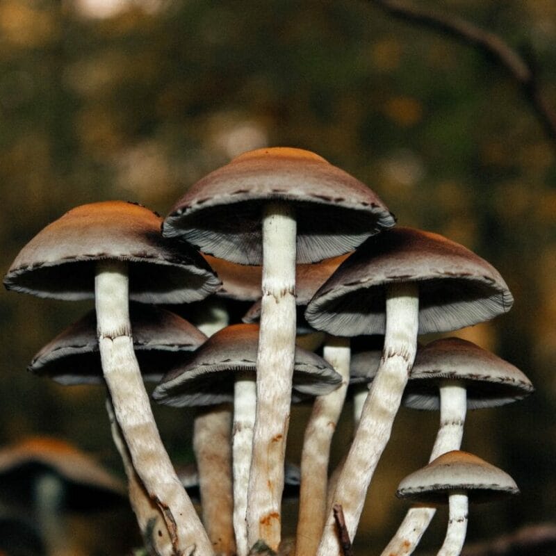 Microdose Mushrooms | Buy Mushrooms Online Canada