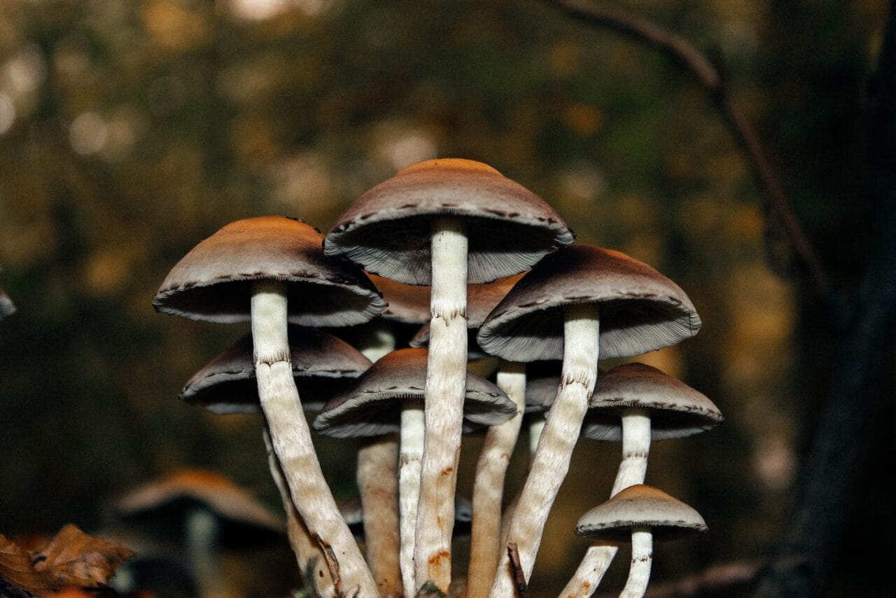 A Collection of Cases on Microdose Mushrooms for Chronic Pain Alleviation