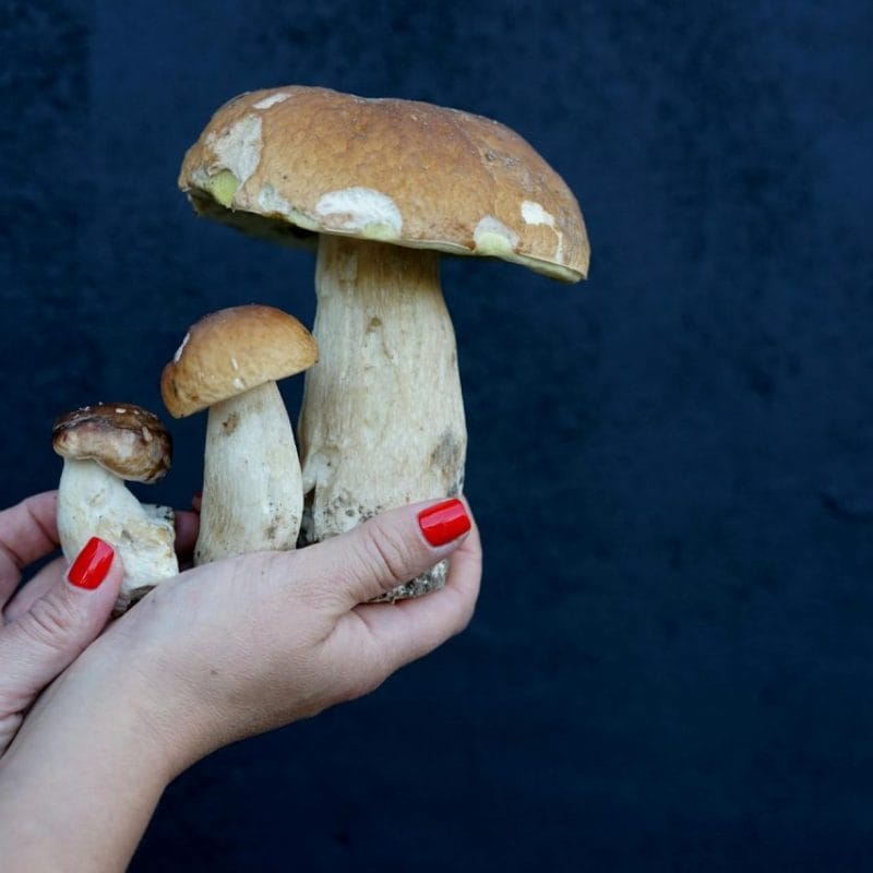 Shrooms Online | Buy Mushrooms Online Canada