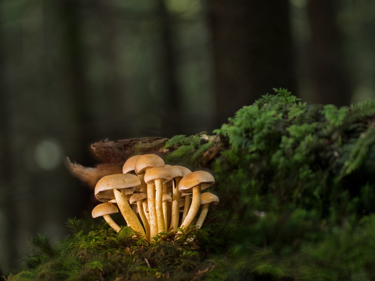 Purchase Mushrooms Online and Explore the Most Delectable Mushroom Selections