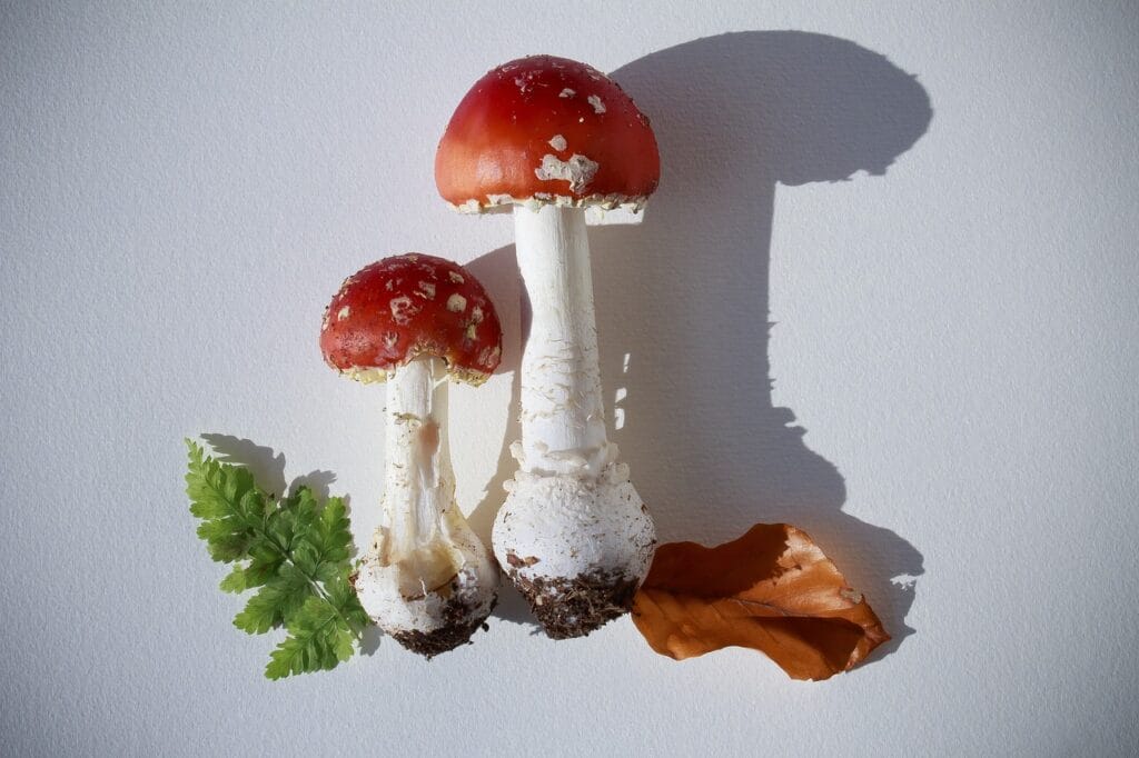 Order Shrooms Online: Do Shrooms Heighten Sexual Drive? Expert Insights Shrooms Online