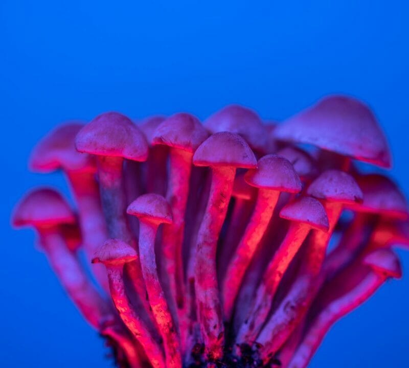 Shrooms Delivery in Canada | Buy Mushrooms Online Canada