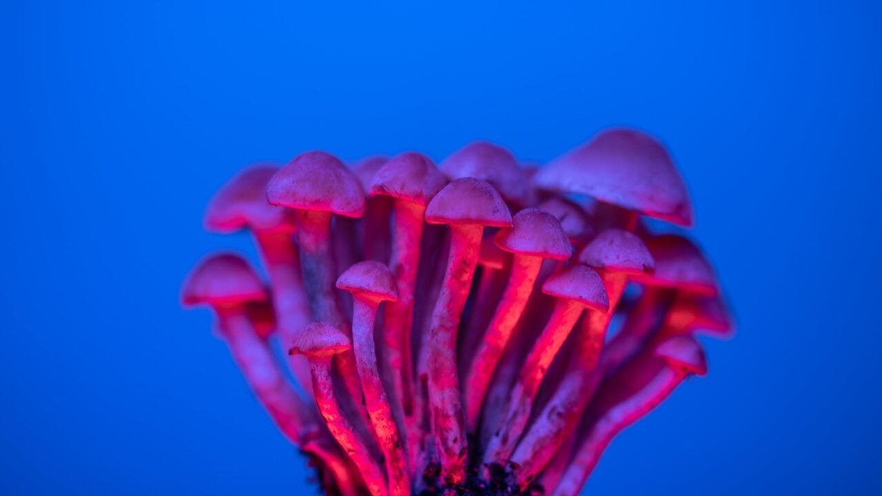 Cognitive Enhancement through Shrooms Delivery: A Deep Dive into the Advantages of Nootropics