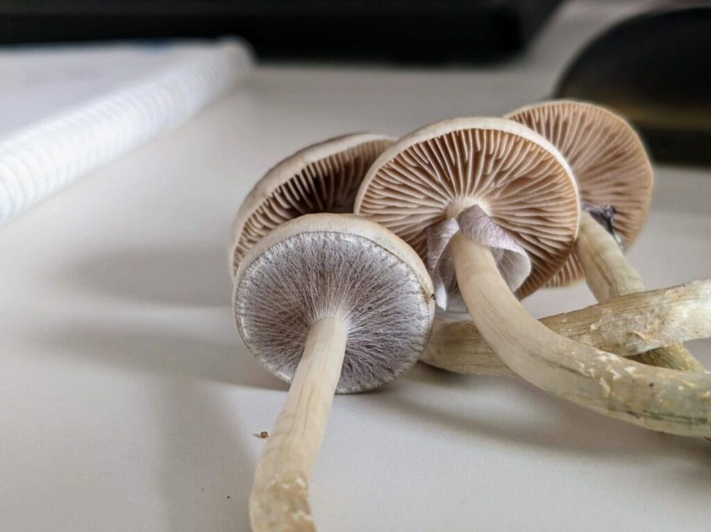Magic Mushrooms at Buy Mushrooms Online Canada