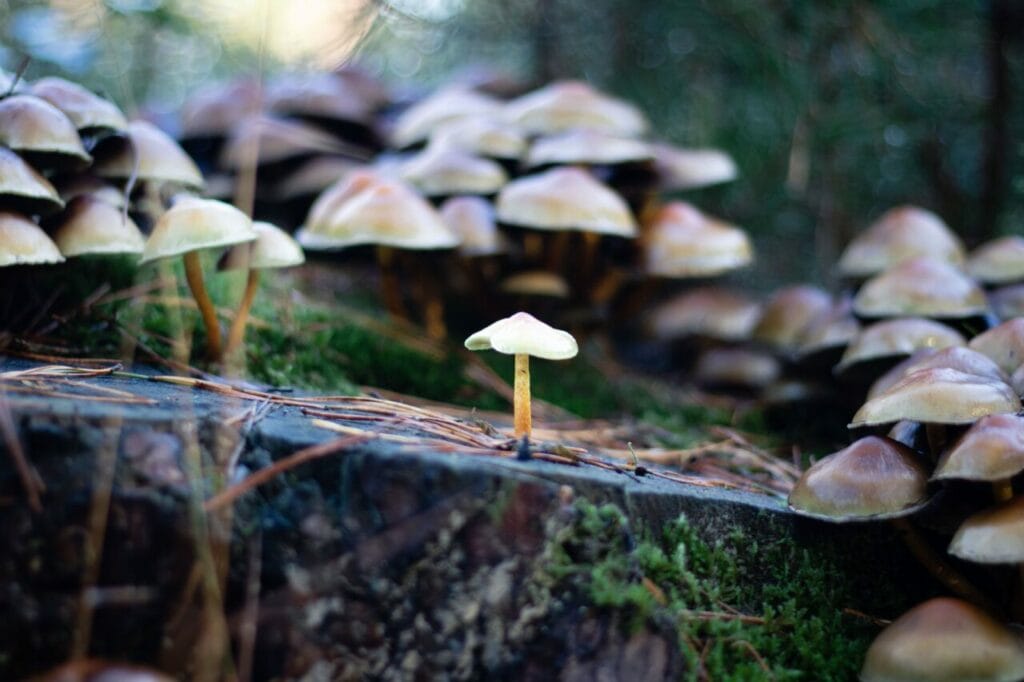 Shroom Delivery at Buy Mushrooms Online Canada