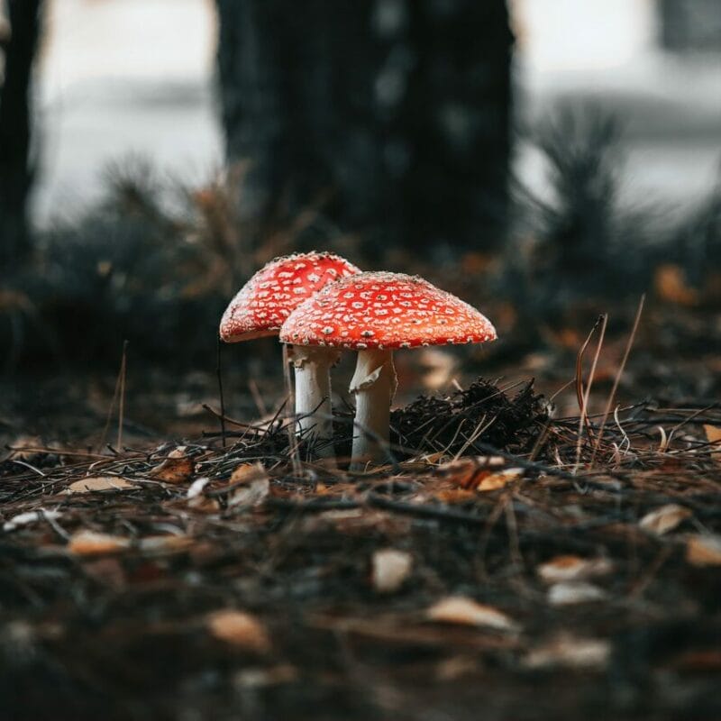 Shroom online delivery at Zoomies Canada | Buy Mushrooms Online Canada