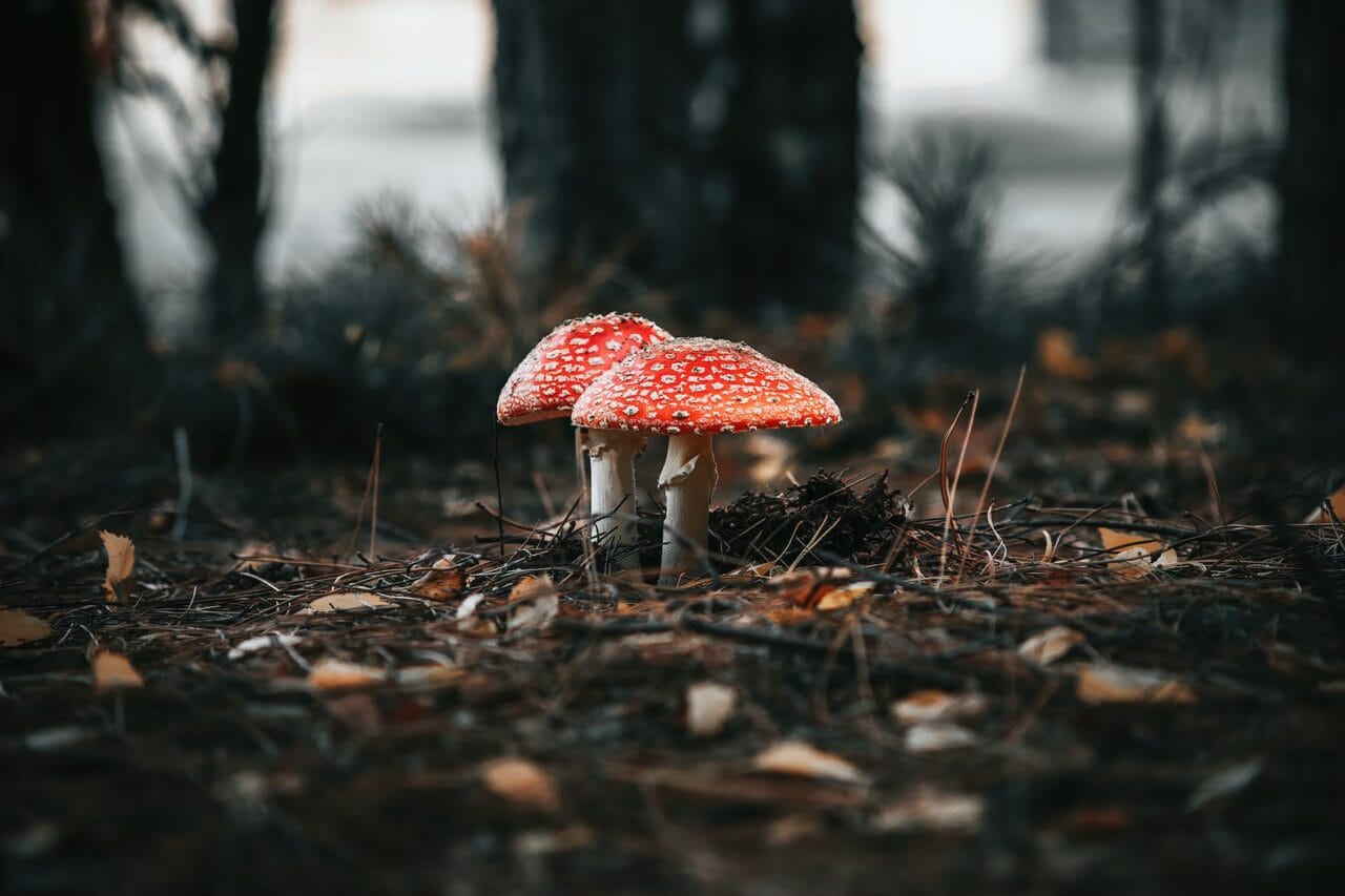 The Psilocybin Movement: Manufacturing, Investigation, and Future Directions