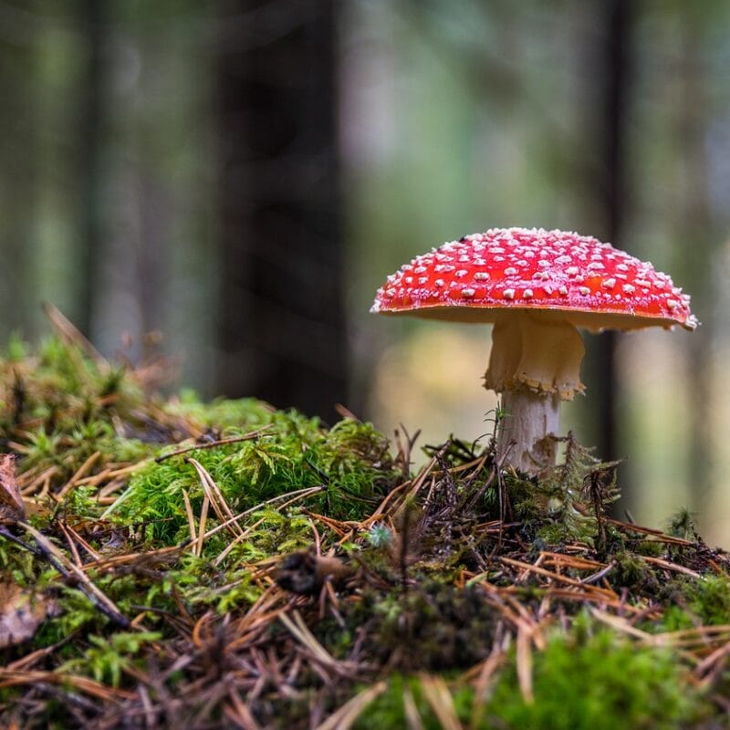 Shrooms Online in Canada | Buy Mushrooms Online Canada