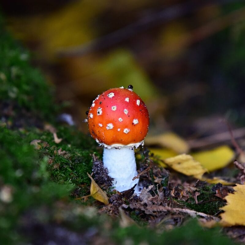 buy LSD online in Canada | Buy Mushrooms Online Canada