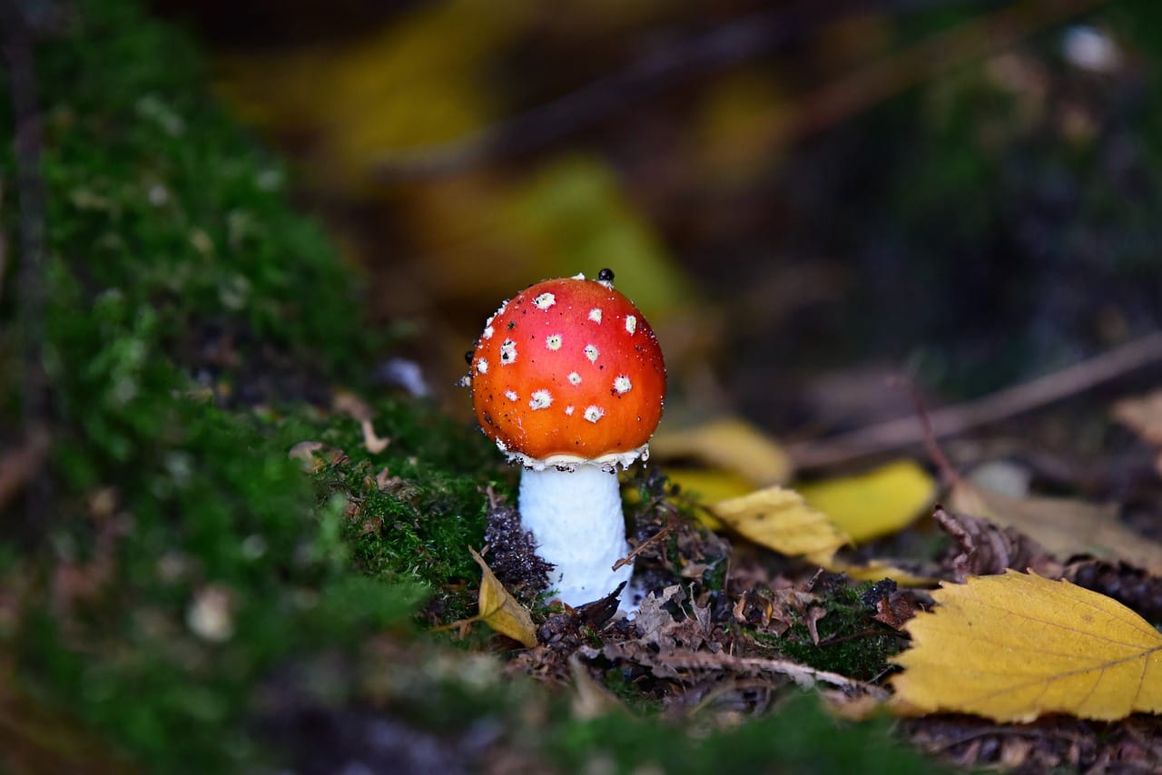 Can LSD Boost My Happiness? Expert Perspectives